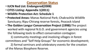 Conservation Status
• IUCN Red List: Endangered(2008)
• CITES Listing: Appendix 1(2011)
• Wildlife Protection Act: Schedule 1
• Protected Areas: Manas National Park; Chakrashila Wildlife
Sanctuary; Ripu-Chirang reserve forests, Peacock Island
• The Golden Langur Conservation Project (1998):The project
worked with regional N.G.O. and government agencies using
the following tools to effect conservation contagion:
1) community meetings and involving villages in forest
committees and “Self Help Groups” for economic development;
2) formal seminars and celebratory events for the creation
of the Manas Biosphere Reserve.
 