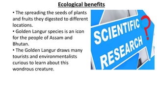 Ecological benefits
• The spreading the seeds of plants
and fruits they digested to different
locations.
• Golden Langur species is an icon
for the people of Assam and
Bhutan.
• The Golden Langur draws many
tourists and environmentalists
curious to learn about this
wondrous creature.
 