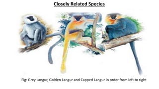 Closely Related Species
Fig: Grey Langur, Golden Langur and Capped Langur in order from left to right
 