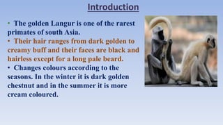 Introduction
• The golden Langur is one of the rarest
primates of south Asia.
• Their hair ranges from dark golden to
creamy buff and their faces are black and
hairless except for a long pale beard.
• Changes colours according to the
seasons. In the winter it is dark golden
chestnut and in the summer it is more
cream coloured.
 