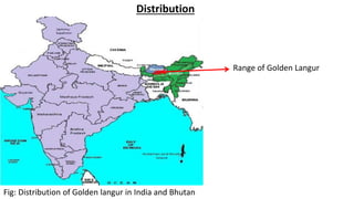 Fig: Distribution of Golden langur in India and Bhutan
Distribution
Range of Golden Langur
 