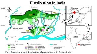 Distribution In India
Fig : Current and past distribution of golden langur in Assam, India
 