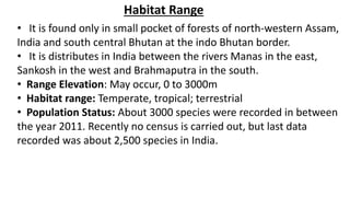 Habitat Range
• It is found only in small pocket of forests of north-western Assam,
India and south central Bhutan at the indo Bhutan border.
• It is distributes in India between the rivers Manas in the east,
Sankosh in the west and Brahmaputra in the south.
• Range Elevation: May occur, 0 to 3000m
• Habitat range: Temperate, tropical; terrestrial
• Population Status: About 3000 species were recorded in between
the year 2011. Recently no census is carried out, but last data
recorded was about 2,500 species in India.
 
