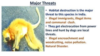 Major Threats
• Habitat destruction is the major
threat to this species in India.
• Illegal immigrants, illegal Arms
and communal clash.
• They get electrocution from power
lines and hunt by dogs are local
threats.
• Illegal encroachment and
woodcutting, noise pollution.
Natural Disaster.
 