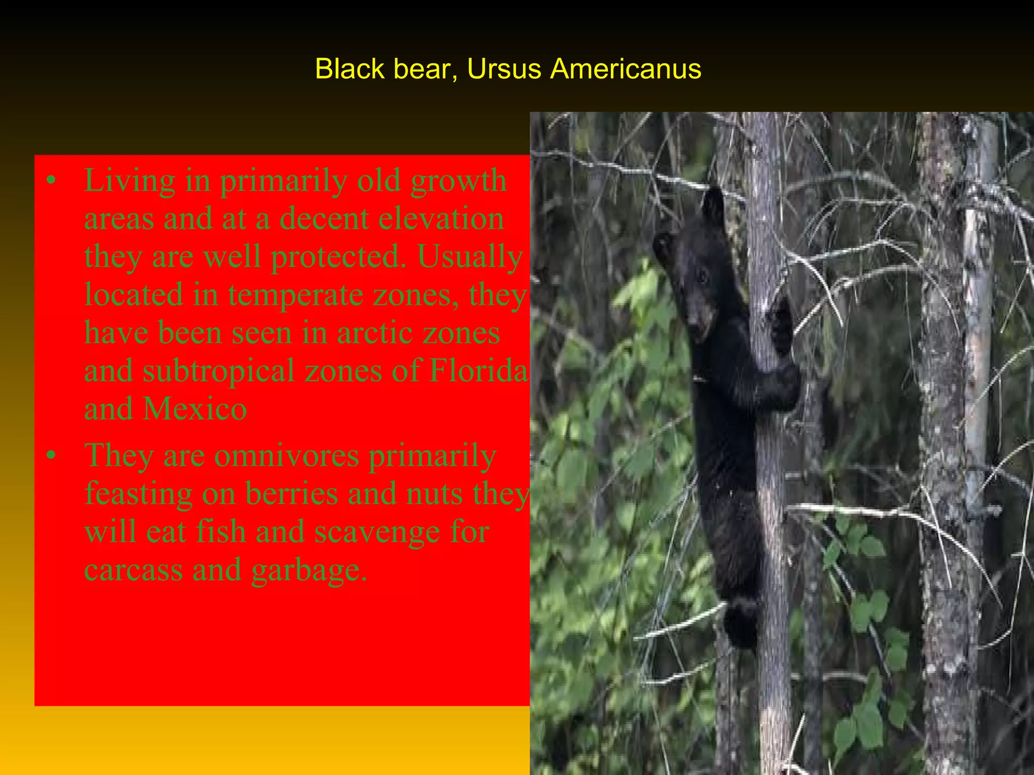 Black bear, Ursus Americanus Living in primarily old growth areas and at a decent elevation they are well protected. Usually located in temperate zones, they have been seen in arctic zones and subtropical zones of Florida and Mexico  They are omnivores primarily feasting on berries and nuts they will eat fish and scavenge for carcass and garbage. 