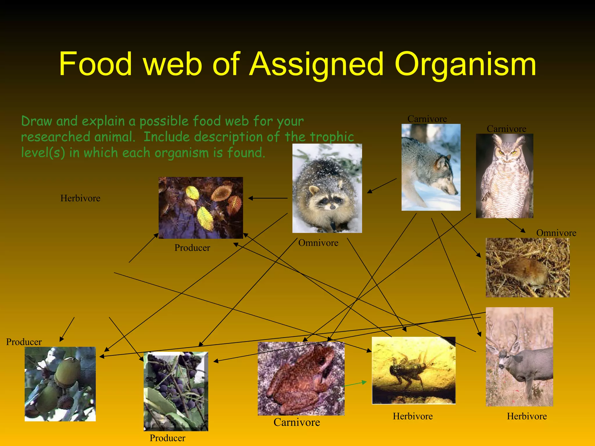 Food web of Assigned Organism Draw and explain a possible food web for your researched animal.  Include description of the trophic level(s) in which each organism is found. Herbivore Producer Omnivore Carnivore Carnivore Producer Carnivore Herbivore Herbivore Omnivore Producer 