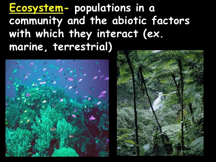 ecologypowerpoint ecology powerpoint
