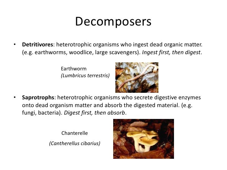 heterotrophic organisms