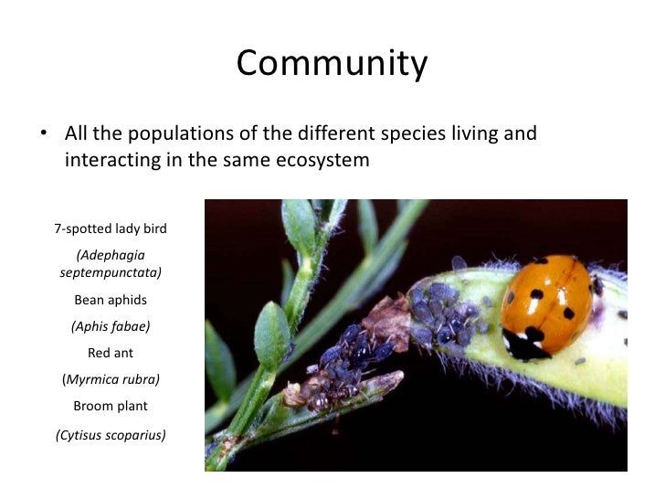 plant ecology ppt ecology powerpoint