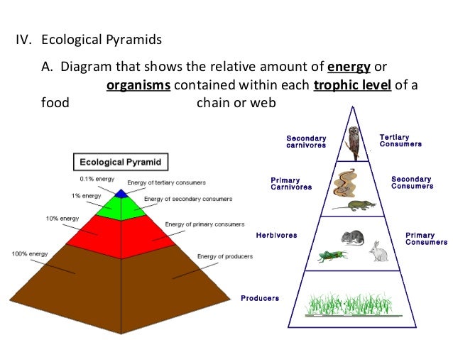 diagram level trophic ppt Ecology diagram level trophic ppt Ecology
