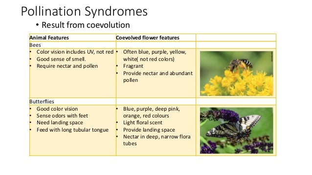 Pollination Syndromes
• Result from coevolution
Animal Features Coevolved flower features
Bees
• Color vision includes UV, not red
• Good sense of smell.
• Require nectar and pollen
• Often blue, purple, yellow,
white( not red colors)
• Fragrant
• Provide nectar and abundant
pollen
Butterflies
• Good color vision
• Sense odors with feet
• Need landing space
• Feed with long tubular tongue
• Blue, purple, deep pink,
orange, red colours
• Light floral scent
• Provide landing space
• Nectar in deep, narrow flora
tubes
 