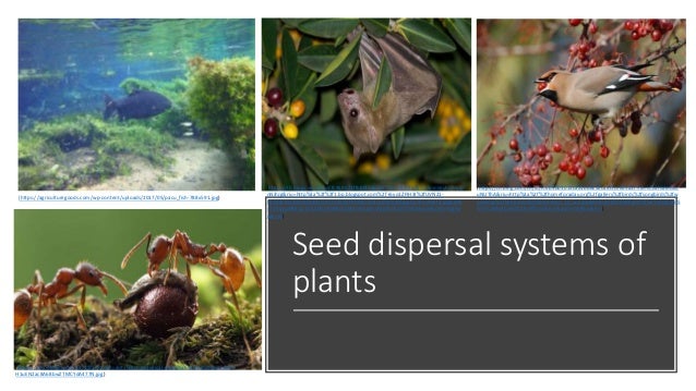 Seed dispersal systems of
plants
(https://agriculturegoods.com/wp-content/uploads/2017/05/pacu_fish-788x591.jpg)
(https://th.bing.com/th/id/R.959021ffb8f40664dc7c3449f4f3a333?rik=nWyhGBNq
nNJhJg&riu=http%3a%2f%2f1.bp.blogspot.com%2f-i6yo1ZFIH3I%2fUVN21-
UhW8I%2fAAAAAAAAC0E%2fZEWiFRCINfo%2fs1600%2fEgyptianFruitBat2.jpg&ehk
=1A3JJqp988zjuTa%2bDUdsM6%2btEmbupoycFgdXcbTz0LY%3d&risl=&pid=ImgRa
w&r=0)
(https://th.bing.com/th/id/R.6b4d03015ca21bd8c32ca6f5ce899a3f?rik=U%2fGAXMzt
uNUThA&riu=http%3a%2f%2fhomeforaday.org%2fgallery%2fbirds%2fsongbirds%2fw
axwings%2fbohemian%2fbohemian_12_wp.jpg&ehk=W7z4JRd9hwW97ywYv3Q5z8n5
ICYhCAI8y4pzI60%2fvr8%3d&risl=&pid=ImgRaw&r=0)
(https://cdn.imgbin.com/13/12/3/imgbin-ant-insect-biological-dispersal-seed-dispersal-ants-
H1uEN2ac8A68bwZTMCYdA477N.jpg)
 
