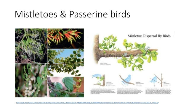 Mistletoes & Passerine birds
(https://www.researchgate.net/profile/Daniel-Nickrent/publication/228017178/figure/fig2/AS:288968630390786@1445906898941/Representatives-of-the-five-mistletoe-clades-a-Misodendrum-brachystachyum_Q640.jpg)
 