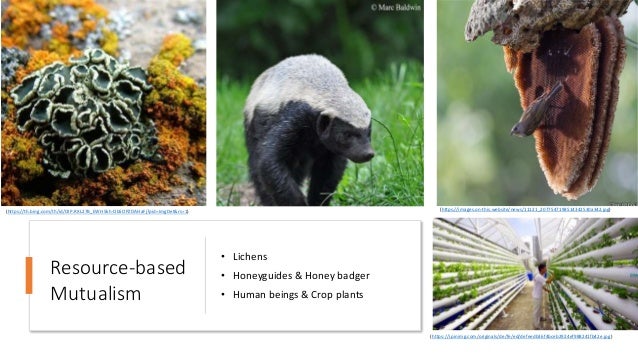 • Lichens
• Honeyguides & Honey badger
• Human beings & Crop plants
Resource-based
Mutualism
(https://th.bing.com/th/id/OIP.RXL27B_EWH5kh-Ob5OPZDAHaFj?pid=ImgDet&rs=1) (https://images.on-this.website/news/11121_2077547198514342530a342.jpg)
(https://i.pinimg.com/originals/de/fe/ed/defeedb36f4bceb2924ef988241fb42e.jpg)
 