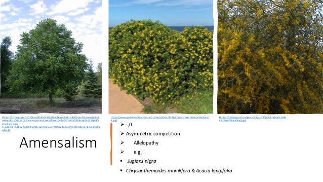 Amensalism
 -,0
 Asymmetric competition
 Allelopathy
 e.g.,
 Juglans nigra
 Chrysanthemoides monilifera & Acacia longifolia
(https://i.pinimg.com/originals/58/42/f7/5842f7e28ac72deb
6727a49095a346ad.jpg)
(https://www.gardensonline.com.au/Uploads/Plant/4382/Chrysanthemoides-Monilifera-
3.jpg)
(https://th.bing.com/th/id/R.ce92b8674590929acb8acdf6a3703b1f?rik=As3ovwmLj2bbF
w&riu=http%3a%2f%2fwww.minnesotawildflowers.info%2fudata%2fr9ndp23q%2fpd3%
2fjuglans-nigra-
1.jpg&ehk=%2bCV9ui9jT49kOSBywrIkW2yLb2F7H82rZ2xykos0VQQ%3d&risl=&pid=ImgRa
w&r=0)
 