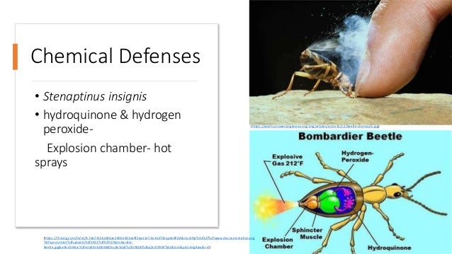 Chemical Defenses
• Stenaptinus insignis
• hydroquinone & hydrogen
peroxide-
Explosion chamber- hot
sprays
(https://th.bing.com/th/id/R.7e67315bc044ae340b5433ea9f2eae1c?rik=6LSTSEqp6v0PdA&riu=http%3a%2f%2fwww.discovercreation.org
%2fwp-content%2fuploads%2f2013%2f02%2fBombardier-
Beetle.jpg&ehk=OHNJv%2fvUaX9nlcODB82Dry8vYdy8%2fUNQBl%2bqZn2t4YM%3d&risl=&pid=ImgRaw&r=0)
(https://assets.answersingenesis.org/img/articles/am/v15/n1/beetle-chemicals.jpg)
 