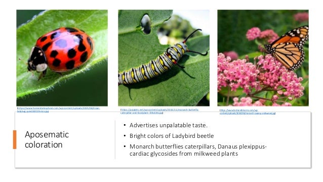 Aposematic
coloration
• Advertises unpalatable taste.
• Bright colors of Ladybird beetle
• Monarch butterflies caterpillars, Danaus plexippus-
cardiac glycosides from milkweed plants
(https://www.birdsandblooms.com/wp-
content/uploads/2020/08/monarch-swamp-milkweed.jpg)
(https://pulpbits.net/wp-content/uploads/2013/11/monarch-butterfly-
caterpillar-and-foodplant-728x546.jpg)
(https://www.homestratosphere.com/wp-content/uploads/2019/06/Asian-
ladybug-june032019-min.jpg)
 