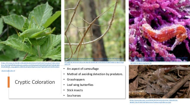 Cryptic Coloration
• An aspect of camouflage
• Method of avoiding detection by predators.
• Grasshoppers
• Leaf wing butterflies
• Stick insects
• Sea horses
(https://th.bing.com/th/id/R.2b76a42c09eb9eba6a4a8445b48741ad?rik=%2f7GgJt1hglcbKA
&riu=http%3a%2f%2fmysteryfriendships.com%2fillustrations%2fillus_permision%2fstick_ins
ect.jpg&ehk=WXGi5JVJwVawJRIni0qG4H3SkBRfs4lE%2fbYtDKtOA%2b8%3d&risl=&pid=ImgR
aw&r=0)
(https://www.plexuseco.com/EPOW/EPOW-Archive/archive_2006/EPOW-
060626_files/P1050769%20common%20evening%20brown.jpg)
(https://th.bing.com/th/id/R.c949abdb90c20b41fa2ce973aff3126f?rik=yLbzd7%2bLLxtEoQ
&riu=http%3a%2f%2fsmallquarry.weebly.com%2fuploads%2f1%2f6%2f4%2f7%2f1647609
8%2f9289241_orig.jpg&ehk=3NBS9GwtHrg0oOfAgRLmyhezj7fYgh6xlXfm20TLWEI%3d&risl
=&pid=ImgRaw&r=0)
(https://th.bing.com/th/id/R.73f49fcd7c7cab579408aaa00b4f186a?rik=WnR1mDgrXW3H
wg&riu=http%3a%2f%2fwww.wetwebmedia.com%2fca%2fvolume_4%2fV4I2%2fhippoca
mpus_color2%2f30mustang.jpg&ehk=Im1Dk1e7wV5PfMyzmgtY9uOCd4KsMAXCwvS1R0q8
vJg%3d&risl=&pid=ImgRaw&r=0)
 