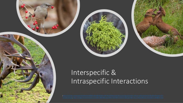 Interspecific &
Intraspecific Interactions
(https://tostpost.com/images/2018-Mar/18/94f210cc09b07b46ec73f57f5ad54423/1.jpg,https://biologydictionary.net/wp-content/uploads/2018/10/Intraspecific-
competition.jpg, https://images.theconversation.com/files/184298/original/file-20170901-21670-11fijf3.jpg?ixlib=rb-1.1.0&q=45&auto=format&w=1000&fit=clip)
 