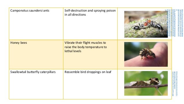 Camponotus saundersi ants​ Self-destruction and spraying poison
in all directions​​
​Honey bees​ Vibrate their flight muscles to
raise the body temperature to
lethal levels​​
​Swallowtail butterfly caterpillars​ Ressemble bird droppings on leaf​
(https://images.fineartamerica.com/im
ages-medium-large-5/giant-
swallowtail-caterpillar-doris-potter.jpg)
(https://th.bing.com/th/id/R.c56841a080a6
7858a2f89b6f3f37112c?rik=eRHLEAfd3n2c4
A&riu=http%3a%2f%2f4.bp.blogspot.com%
2f-
EcGx_j2gaBc%2fT0jjbhRxmbI%2fAAAAAAAA
De8%2ftdy5DJHt58E%2fs1600%2fCAMPON
OTUSSAUNDERSISP0001B01F101r.jpg&ehk=
7QgeS2KgYmoPHdRM5GzpklgbcuLG%2b%2
bl1DeC0cdSnbcY%3d&risl=&pid=ImgRaw&r
=0)
 