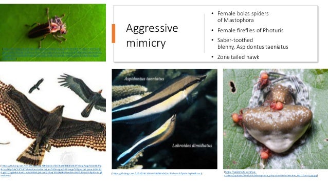 • Female bolas spiders
of Mastophora
• Female fireflies of Photuris
• Saber-toothed
blenny, Aspidontus taeniatus
• Zone tailed hawk
Aggressive
mimicry
(https://th.bing.com/th/id/R.84900a70964c4b17b678a69406454837?rik=gRJughDUz387Fg
&riu=http%3a%2f%2ffishesofaustralia.net.au%2fImages%2fImage%2fjournal.pone.005493
9.g001.jpg&ehk=bvKUirzLdYdBWJjvEmYXZploqiTAG9N9BdUnoANc640%3d&risl=&pid=ImgR
aw&r=0)
(https://th.bing.com/th/id/OIP.3DmLVnBFBIIxDQk-c7izTAHaEi?pid=ImgDet&rs=1)
(https://th.bing.com/th/id/R.a3f02d14aaa892aa7e6c36b0505ecf8d?rik=3wQY5ei0TEUUi
w&riu=http%3a%2f%2fil9.picdn.net%2fshutterstock%2fvideos%2f14099453%2fthumb%2
f1.jpg&ehk=%2bBO0fHDptdULsKltcHG%2b5N7ualwZvKhtnG0Qcgq5Bok%3d&risl=&pid=I
mgRaw&r=0)
(https://spiderbytes.org/wp-
content/uploads/2015/03/Mastophora_phrysonomamoremales_MattCoors.jpg.jpg)
 
