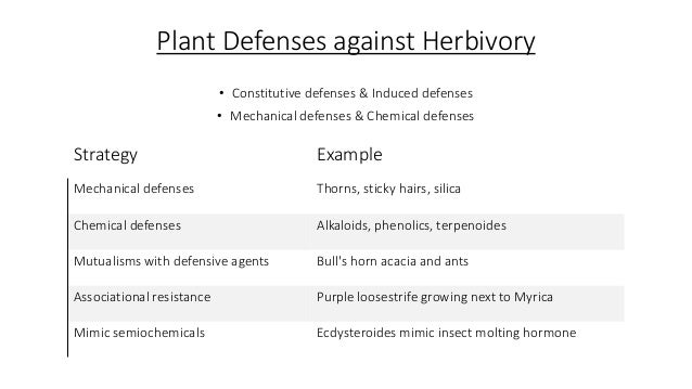 Plant Defenses against Herbivory
• Constitutive defenses & Induced defenses
• Mechanical defenses & Chemical defenses
Strategy Example
Mechanical defenses Thorns, sticky hairs, silica
Chemical defenses Alkaloids, phenolics, terpenoides
Mutualisms with defensive agents Bull's horn acacia and ants
Associational resistance Purple loosestrife growing next to Myrica
Mimic semiochemicals Ecdysteroides mimic insect molting hormone
 