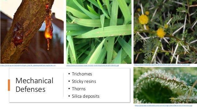 Mechanical
Defenses
• Trichomes
• Sticky resins
• Thorns
• Silica deposits
(https://th.bing.com/th/id/OIP.dVzjpFu_Zeat7N_qjPqD6gHaE8?pid=ImgDet&rs=1) (https://www.mississippi-crops.com/wp-content/uploads/2014/07/Blast1.jpg)
(https://www.feedipedia.org/sites/default/files/images/karroo_spines_flowers.jpg)
(https://populace.tantaluslabs.com/content/images/2019/04/serratus-trichomes.jpg)
 