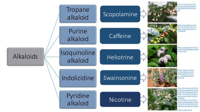 Alkaloids
Tropane
alkaloid
Purine
alkaloid
Isoquinoline
alkaloid
Indolizidine
Pyridine
alkaloid
Swainsonine
Scopolamine
Caffeine
Heliotrine
Nicotine
(https://www.bushtrack
erownersgroup.asn.au/i
mages/wildflowers/312
_4__TN1000x800.jpg?gi
d=97350)
(https://th.bing.com/th/id/R.6
6533d3e3ce4a094cf8bc76a7fb
a2c1f?rik=7HNmMux%2bre53
5Q&riu=http%3a%2f%2fluirig.
altervista.org%2fcpm%2falbu
ms%2fbot-
units31%2fnormal_nicotiana-
tabacum58604.jpg&ehk=UERX
z2%2b6sYu2ef2Lwk9CBcYmQf
HQNiY5AIF35bOfMEM%3d&ris
l=&pid=ImgRaw&r=0)
(https://zelenypodokonnik.ru/i
mages/katalog/G/geliotrop/gel
iotrop_3.jpg)
(https://i.pinimg.com/origi
nals/10/c9/38/10c938a540
a9d2b3500e28ac5cda5261.
jpg)
(https://cdn.shopify.com/s/
files/1/1294/9917/products
/IMG_1878_2048x.JPG?v=1
571681669)
 