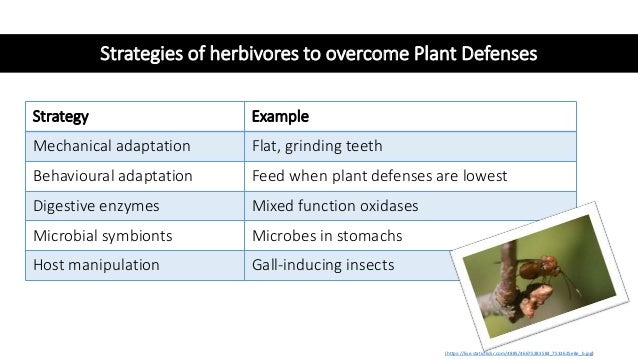 Strategies of herbivores to overcome Plant Defenses
Strategy Example
Mechanical adaptation Flat, grinding teeth
Behavioural adaptation Feed when plant defenses are lowest
Digestive enzymes Mixed function oxidases
Microbial symbionts Microbes in stomachs
Host manipulation Gall-inducing insects
(https://live.staticflickr.com/4885/46675283584_7533625e8e_b.jpg)
 