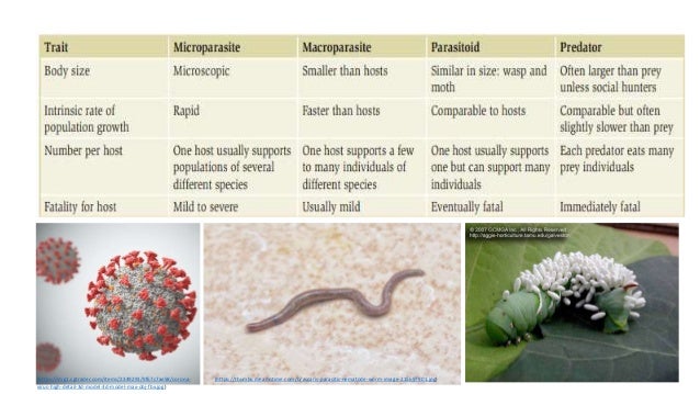(https://thumbs.dreamstime.com/b/ascaris-parasitic-nematode-worm-image-215697901.jpg)
(https://img1.cgtrader.com/items/2349291/9f67c7ae58/corona-
virus-high-detail-3d-model-3d-model-max-obj-fbx.jpg)
 