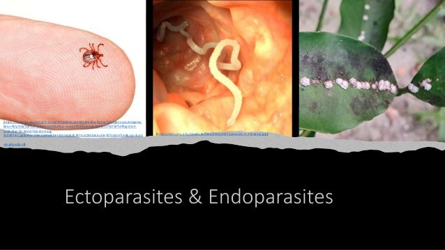 (https://sites.psu.edu/siowfa16/files/2016/09/Tapeworm-1-27xnama.jpg)
(https://th.bing.com/th/id/R.213a4f87bb828626458599638ec62463?rik=Q6CnvUuiHA6eHw
&riu=http%3a%2f%2ftippvet.com%2fwp-content%2fuploads%2f2013%2f10%2fbigstock-
Lone-Star-Or-Seed-Tick-On-Fing-
31028747.jpg&ehk=1hW1blXV3FMrhRlrm6W7k7BTtsztZM5sNXu7IHTb%2bUk%3d&risl=&pid
=ImgRaw&r=0)
 