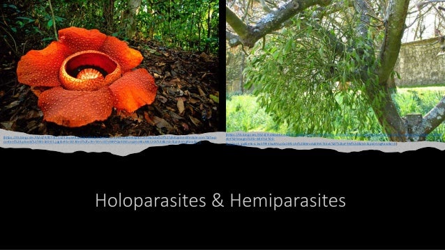 (https://th.bing.com/th/id/R.f87737112515abe81a8da26952ae1b6e?rik=lcV9KGIa0IH4kg&riu=http%3a%2f%2fphilippineslifestyle.com%2fwp-
content%2fuploads%2f001160-01.jpg&ehk=DD39eD%2fu7Hr5VrUiO7dNRPQaKEWLJopJ6oB4uMEt2Os%3d&risl=&pid=ImgRaw&r=0)
(https://th.bing.com/th/id/R.d4dcb6ff34e63cb15cfb5597d30b9486?rik=u0QiR%2btnK2qpoA&riu=http%3a%2f%2fi.huffpost.com%2fgen%2f893
459%2fimages%2fo-MISTLETOE-
facebook.jpg&ehk=L1w5fRF45wBVuoGc1Bfvs3e%2btMoAqEBW736vk%2f%2bxF9M%3d&risl=&pid=ImgRaw&r=0)
 