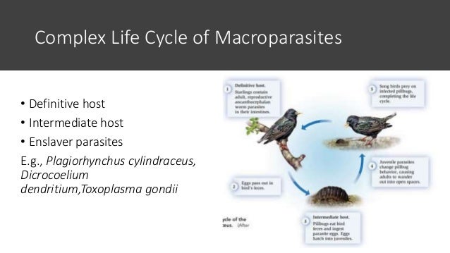 Complex Life Cycle of Macroparasites
• Definitive host
• Intermediate host
• Enslaver parasites
E.g., Plagiorhynchus cylindraceus,
Dicrocoelium
dendritium,Toxoplasma gondii
 