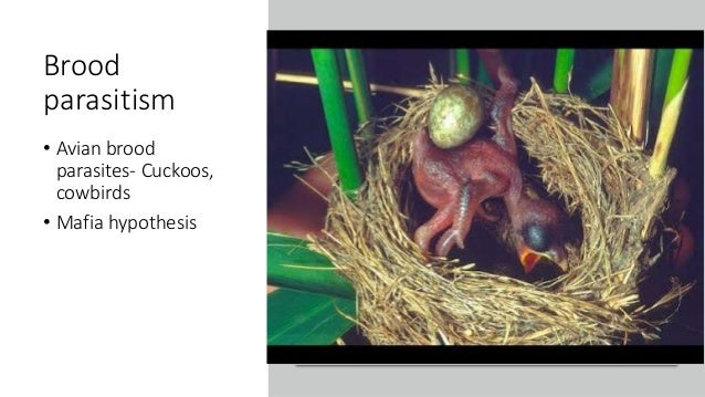 Brood
parasitism
• Avian brood
parasites- Cuckoos,
cowbirds
• Mafia hypothesis
 