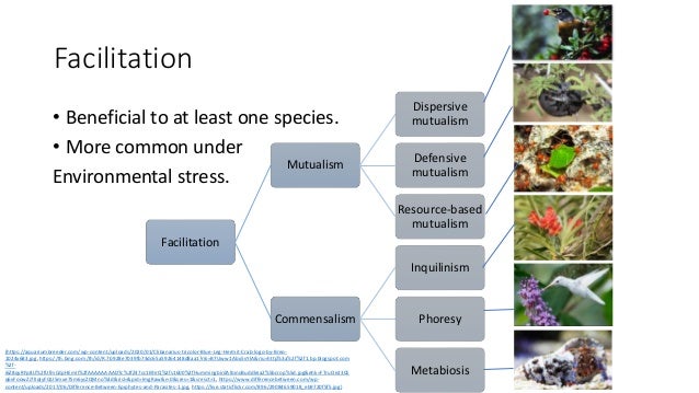 Facilitation
• Beneficial to at least one species.
• More common under
Environmental stress.
Facilitation
Mutualism
Dispersive
mutualism
Defensive
mutualism
Resource-based
mutualism
Commensalism
Inquilinism
Phoresy
Metabiosis
(https://aquariumbreeder.com/wp-content/uploads/2020/01/Clibanarius-tricolor-Blue-Leg-Hermit-Crab-logo-by-Breo-
1024x683.jpg, https://th.bing.com/th/id/R.7b928e7039fb73dc65a59264148d8aa1?rik=B7Uww1Abx5vYIA&riu=http%3a%2f%2f1.bp.blogspot.com
%2f-
i6Z8qyRFp8U%2fUfmCdpHEmII%2fAAAAAAAADTc%2fZ47cc1E9irQ%2fs1600%2fHummingbirdAlbinoBuddleia2%5bcrop%5d.jpg&ehk=FTruOe23CE
q6vFoowZJ7lIqIyFQU5mxe7Sm6ycZQMno%3d&risl=&pid=ImgRaw&r=0&sres=1&sresct=1, https://www.differencebetween.com/wp-
content/uploads/2017/06/Difference-Between-Epiphytes-and-Parasites-1.jpg, https://live.staticflickr.com/896/29084659018_eb9720f5f5.jpg)
 
