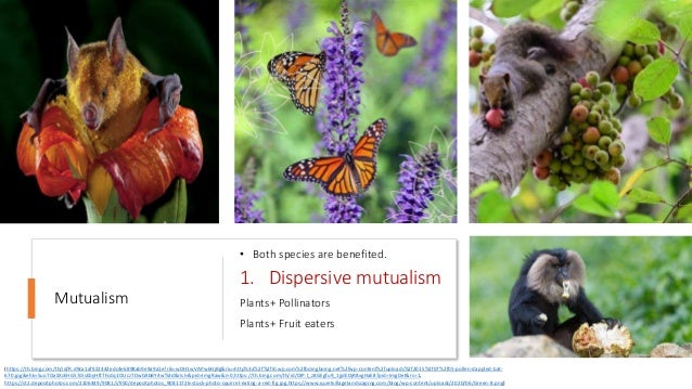 Mutualism
• Both species are benefited.
1. Dispersive mutualism
Plants+ Pollinators
Plants+ Fruit eaters
(https://th.bing.com/th/id/R.d9ca1af922442edc4e6898ab9e9a9a1e?rik=wDH1wVAPw6HjBg&riu=http%3a%2f%2fi0.wp.com%2fboingboing.net%2fwp-content%2fuploads%2f2015%2f07%2f05-pollen-dappled-bat-
670.jpg&ehk=5uoTOaSXzEHG57dIsEbyHftTFcdq1OUczTDwGKbBY4w%3d&risl=&pid=ImgRaw&r=0,https://th.bing.com/th/id/OIP.t_z8GEgfu9_1jjdEDjR8vgHaE8?pid=ImgDet&rs=1,
https://st2.depositphotos.com/2106449/9081/i/950/depositphotos_90811726-stock-photo-squirrel-eating-a-red-fig.jpg,https://www.quietvillagelandscaping.com/blog/wp-content/uploads/2020/06/Green-8.png)
 