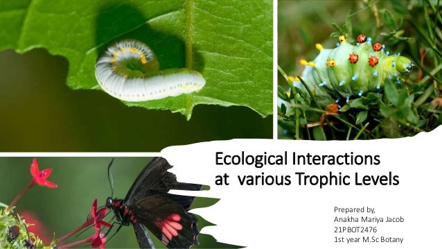 Ecological Interactions
at various Trophic Levels
Prepared by,
Anakha Mariya Jacob
21PBOT2476
1st year M.Sc Botany
 