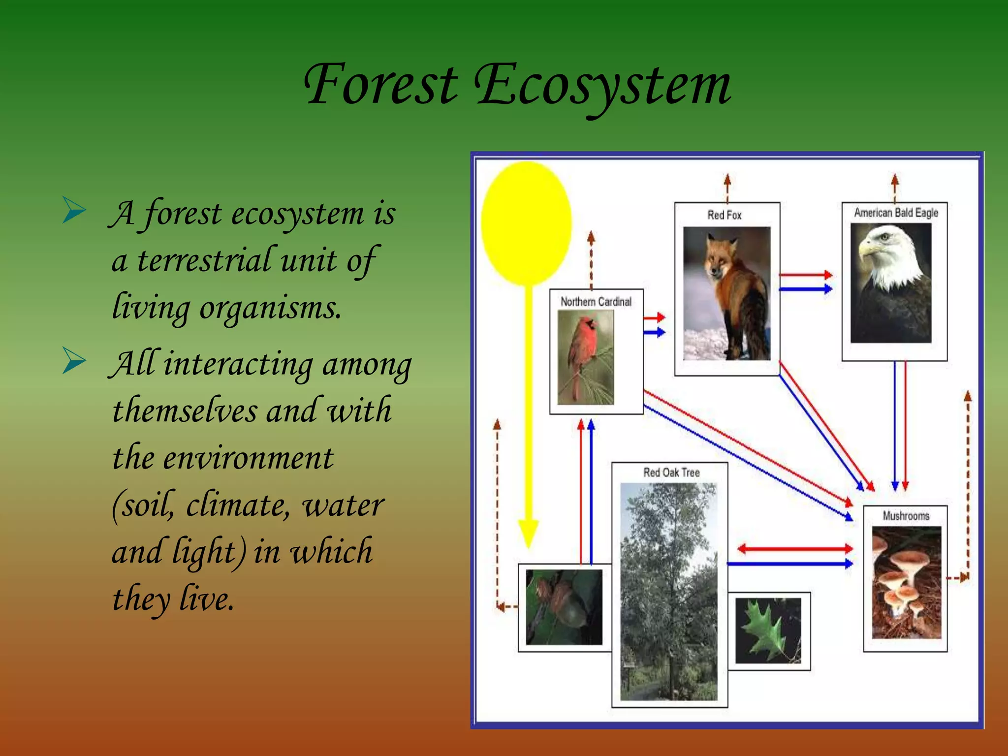 Forest Ecosystem
 A forest ecosystem is
  a terrestrial unit of
  living organisms.
 All interacting among
  themselves and with
  the environment
  (soil, climate, water
  and light) in which
  they live.
 