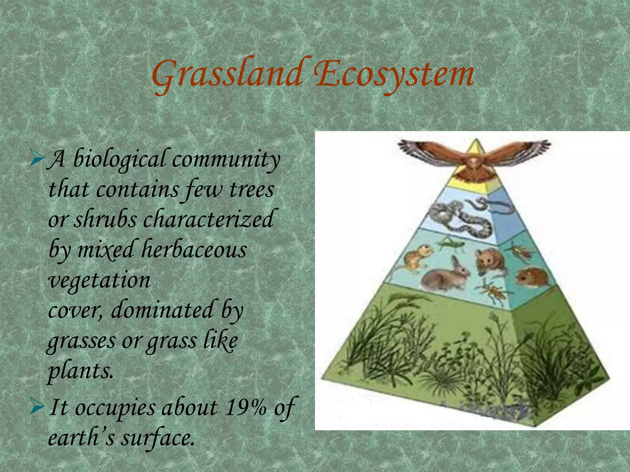 Grassland Ecosystem
A biological community
 that contains few trees
 or shrubs characterized
 by mixed herbaceous
 vegetation
 cover, dominated by
 grasses or grass like
 plants.
It occupies about 19% of
 earth’s surface.
 