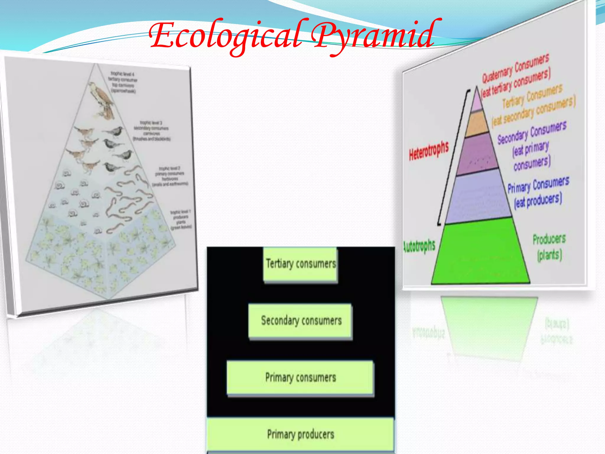 Ecological Pyramid
 