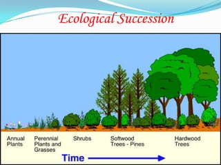 Ecological Succession
 