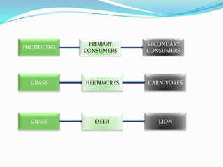PRIMARY     SECONDARY
PRODUCERS
            CONSUMERS    CONSUMERS




  GRASS     HERBIVORES   CARNIVORES




  GRASS        DEER         LION
 