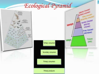 Ecological Pyramid
 