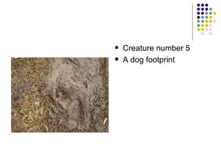 Creature number 5 A dog footprint  