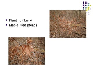 Plant number 4 Maple Tree (dead) 