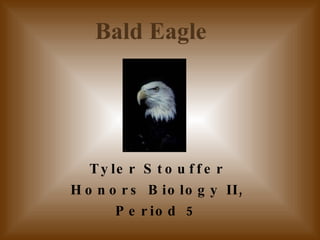 Tyler Stouffer Honors Biology II, Period 5 Bald Eagle 