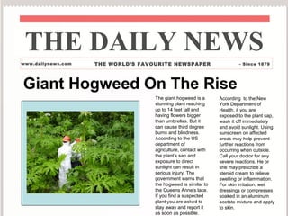 Giant Hogweed On The Rise
THE DAILY NEWS
www.dailynews.com THE WORLD’S FAVOURITE NEWSPAPER - Since 1879
The giant hogweed is a
stunning plant reaching
up to 14 feet tall and
having flowers bigger
than umbrellas. But it
can cause third degree
burns and blindness.
According to the US
department of
agriculture, contact with
the plant’s sap and
exposure to direct
sunlight can result in
serious injury. The
government warns that
the hogweed is similar to
the Queens Anne’s lace.
If you find a suspected
plant you are asked to
stay away and report it
as soon as possible.
According to the New
York Department of
Health, if you are
exposed to the plant sap,
wash it off immediately
and avoid sunlight. Using
sunscreen on affected
areas may help prevent
further reactions from
occurring when outside.
Call your doctor for any
severe reactions. He or
she may prescribe a
steroid cream to relieve
swelling or inflammation.
For skin irritation, wet
dressings or compresses
soaked in an aluminum
acetate mixture and apply
to skin.
 