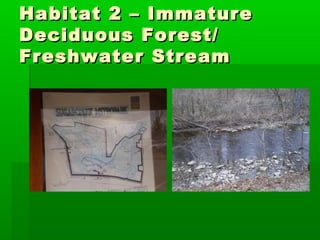 Habitat 2 – ImmatureHabitat 2 – Immature
Deciduous Forest/Deciduous Forest/
Freshwater StreamFreshwater Stream
 