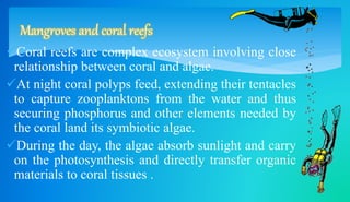 Mangroves and coral reefs 
Coral reefs are complex ecosystem involving close 
relationship between coral and algae. 
At night coral polyps feed, extending their tentacles 
to capture zooplanktons from the water and thus 
securing phosphorus and other elements needed by 
the coral land its symbiotic algae. 
During the day, the algae absorb sunlight and carry 
on the photosynthesis and directly transfer organic 
materials to coral tissues . 
 