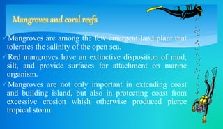 Mangroves and coral reefs 
Mangroves are among the few emergent land plant that 
tolerates the salinity of the open sea. 
Red mangroves have an extinctive disposition of mud, 
silt, and provide surfaces for attachment on marine 
organism. 
Mangroves are not only important in extending coast 
and building island, but also in protecting coast from 
excessive erosion whish otherwise produced pierce 
tropical storm. 
 